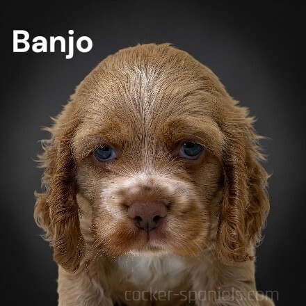 puppy, for, sale, Cocker Spaniel, Joe & Cherri  Overlease, dog, breeder, Miller, MO, dog-breeder, puppy-for-sale, forsale, nearby, find, puppyfind, locator, puppylocator, aca